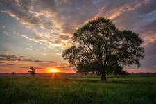 Yet Another Lonely Tree
