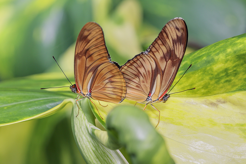 Dryas Julia