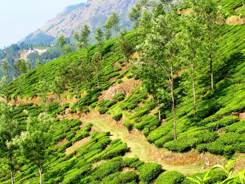 Okolice Munnar 2