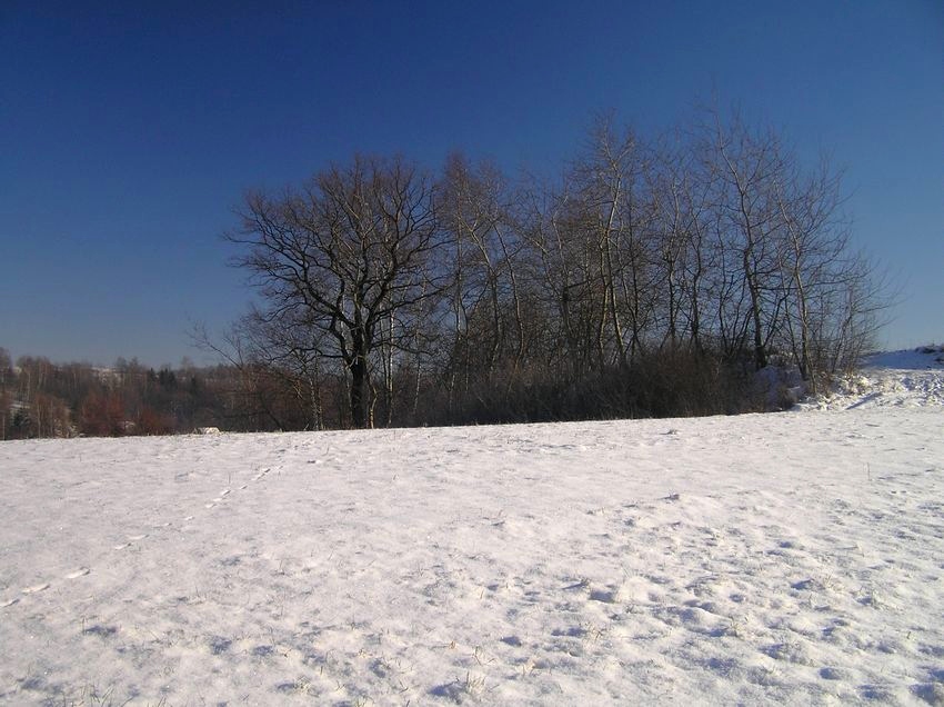 Zima