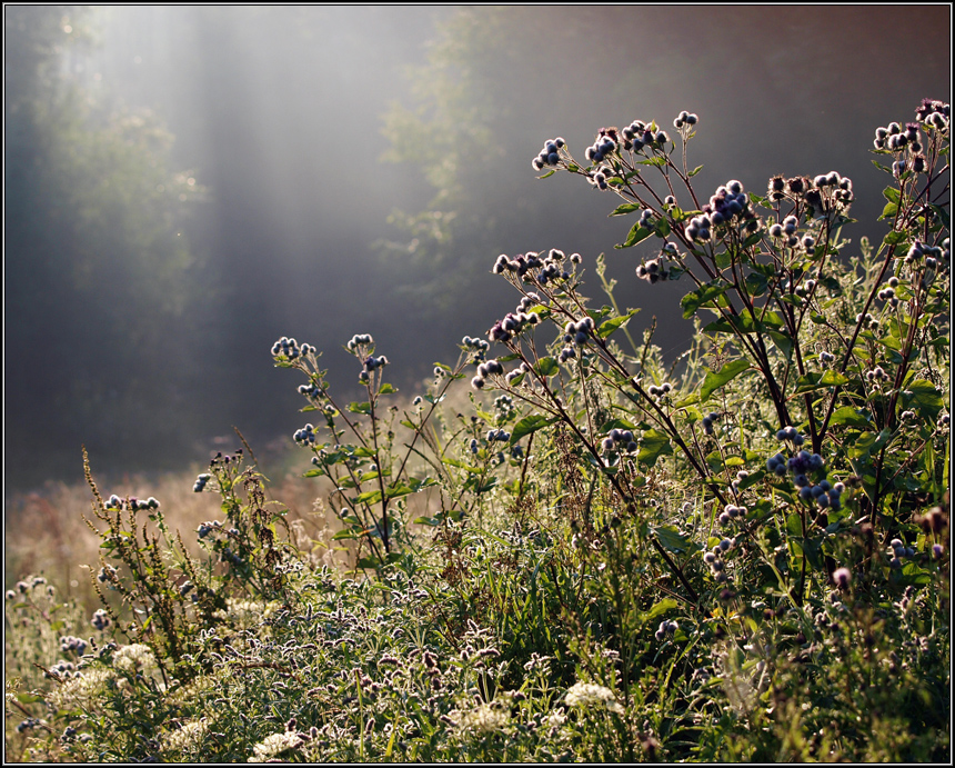Beskid porankowo