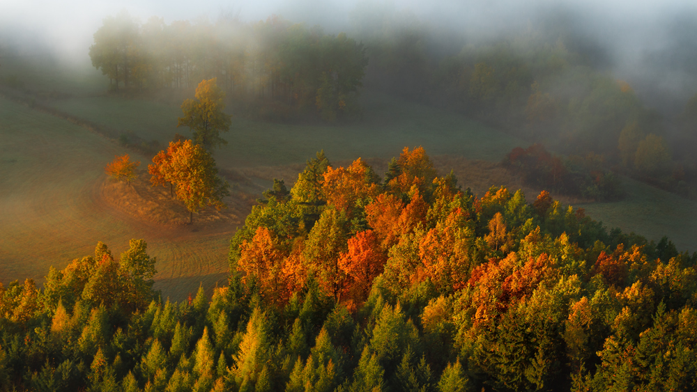 The Leaves All Gold and Red.