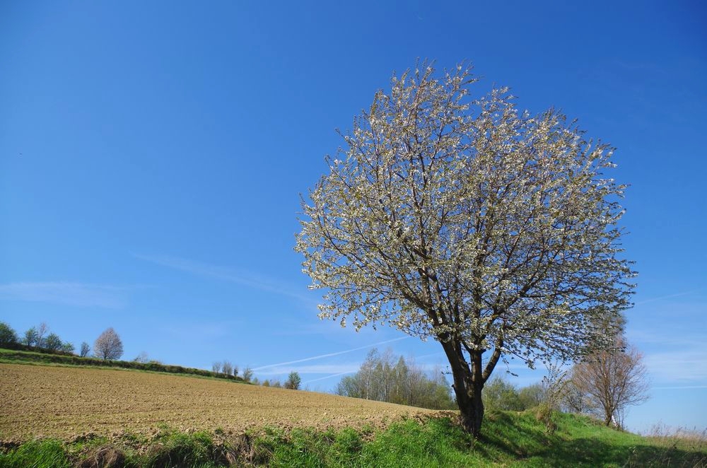 Wiosna