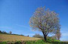 Wiosna