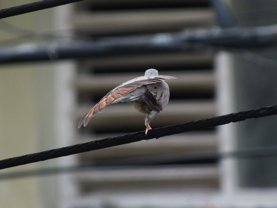 tomileemis