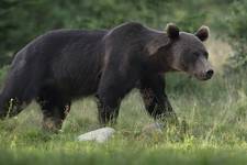 Niedźwiedź brunatny (Ursus arctos arctos) European brown bear