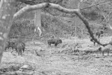 Bison bonasus