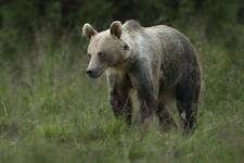 Niedźwiedź brunatny (Ursus arctos arctos) samica