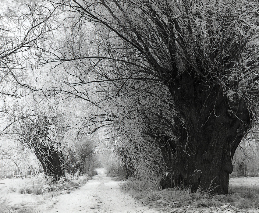 Zimowe