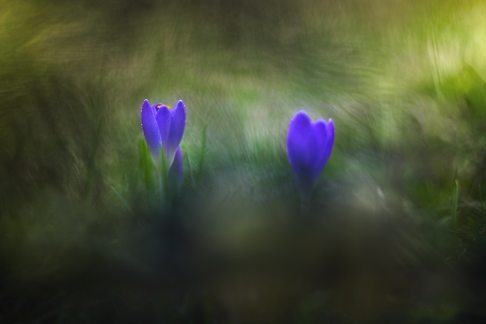 MacroFun