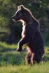 Niedźwiedź brunatny (Ursus arctos arctos)