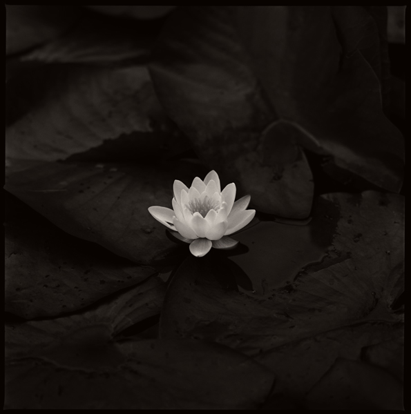 Botanic Gardens, Dublin