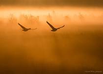 Morning flight...