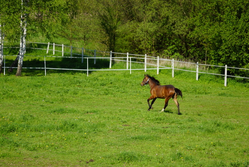 w galopie