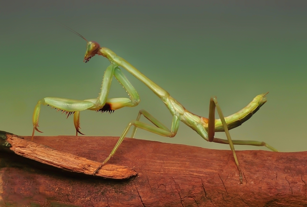 Krawkol