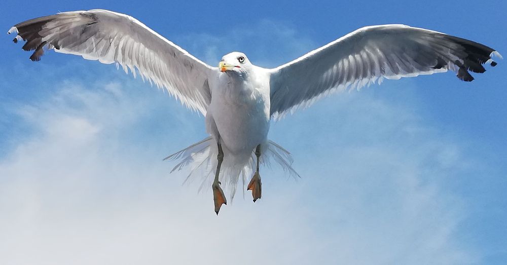 ddino