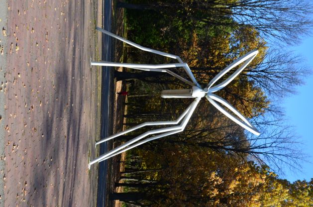 wielki komar
