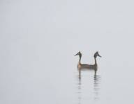 duet