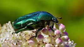 Cetonia aurata