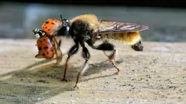 Wierzchołówka żółtowłosa