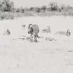 Etosha