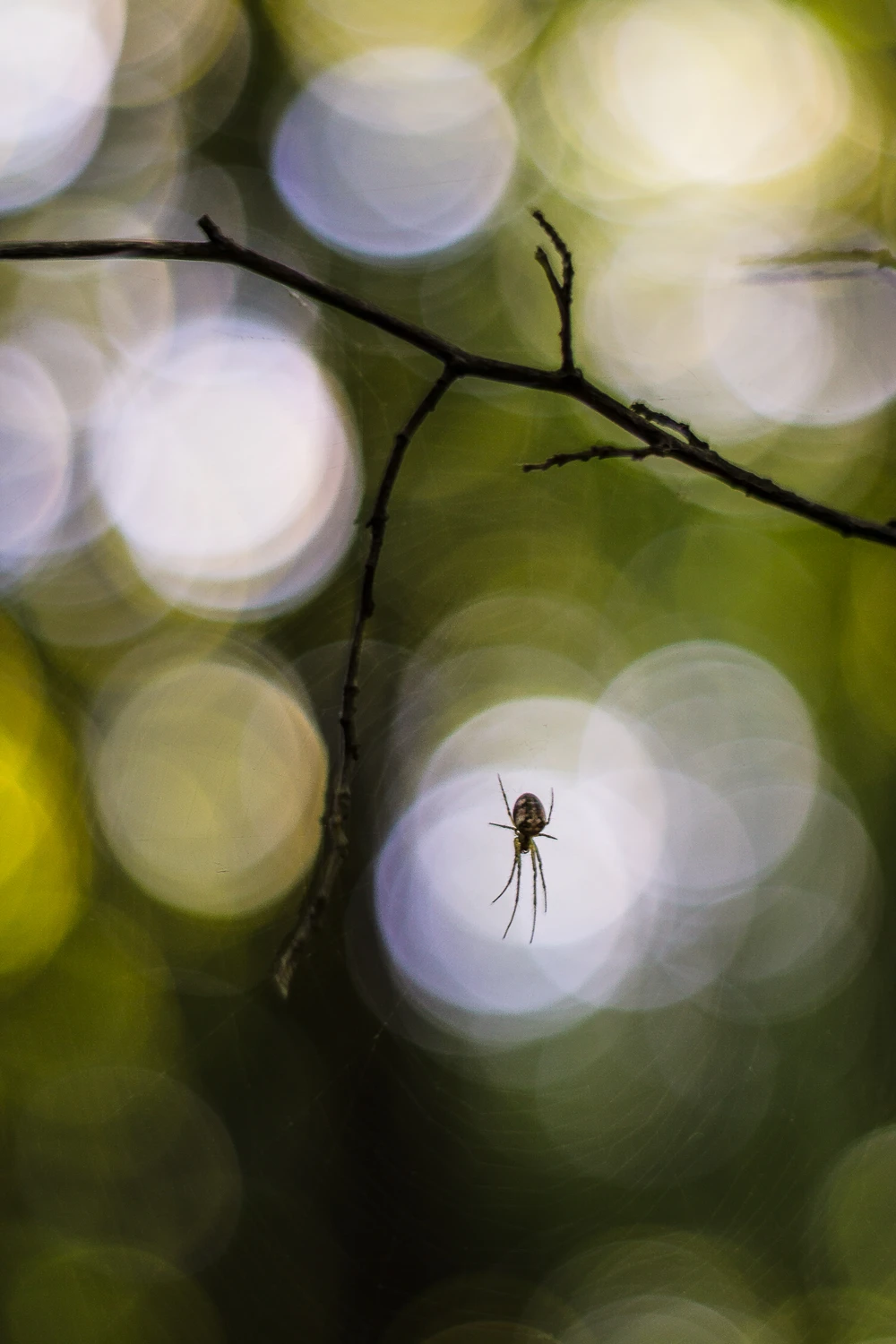 Na niewidzialnej pajęczynie