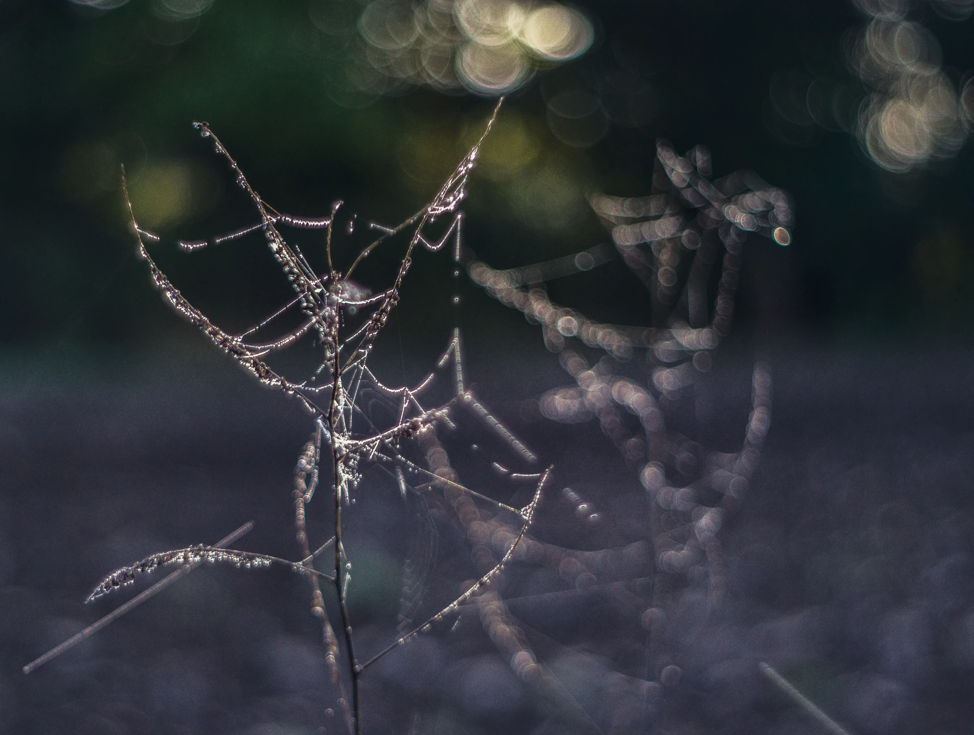 Przymrozkowe obrazki