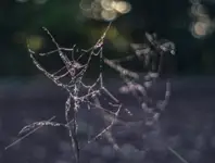 Przymrozkowe obrazki