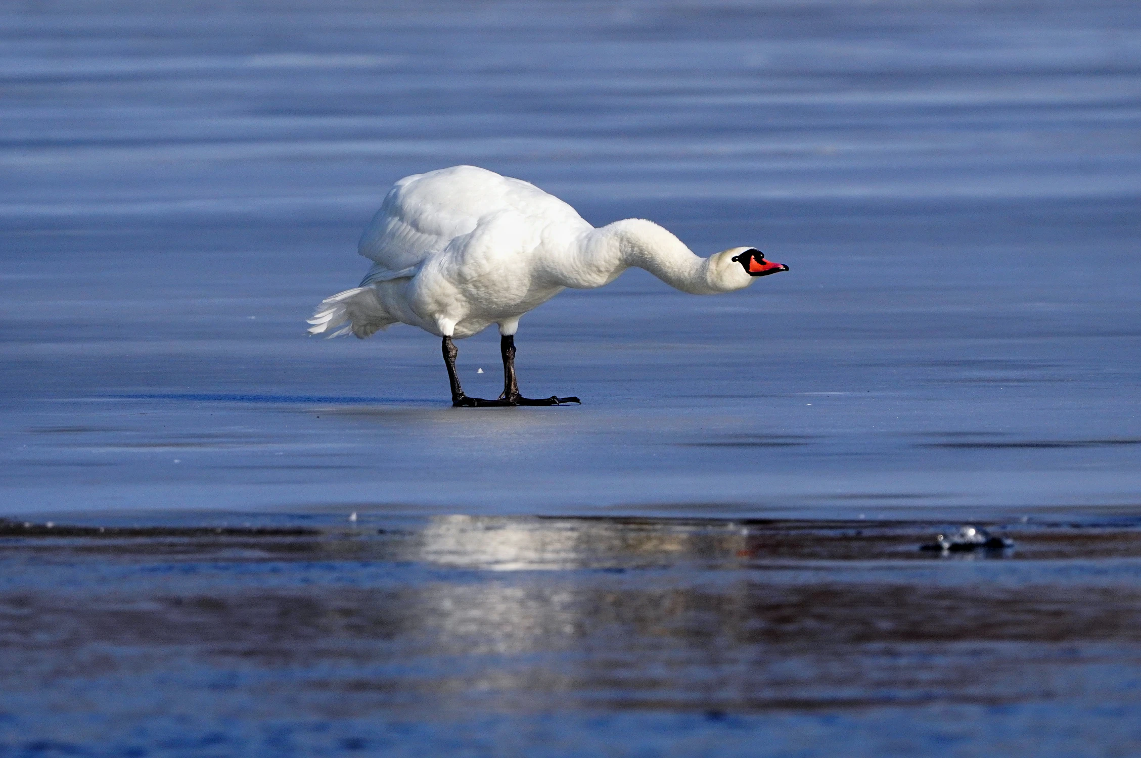WYGINAM ŚMIAŁO CIAŁO