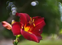 FLOWER POWER