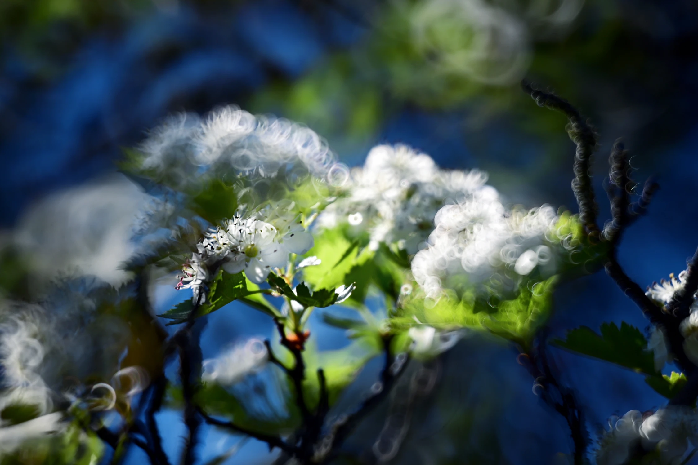 IN BLOOM