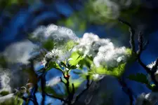 IN BLOOM