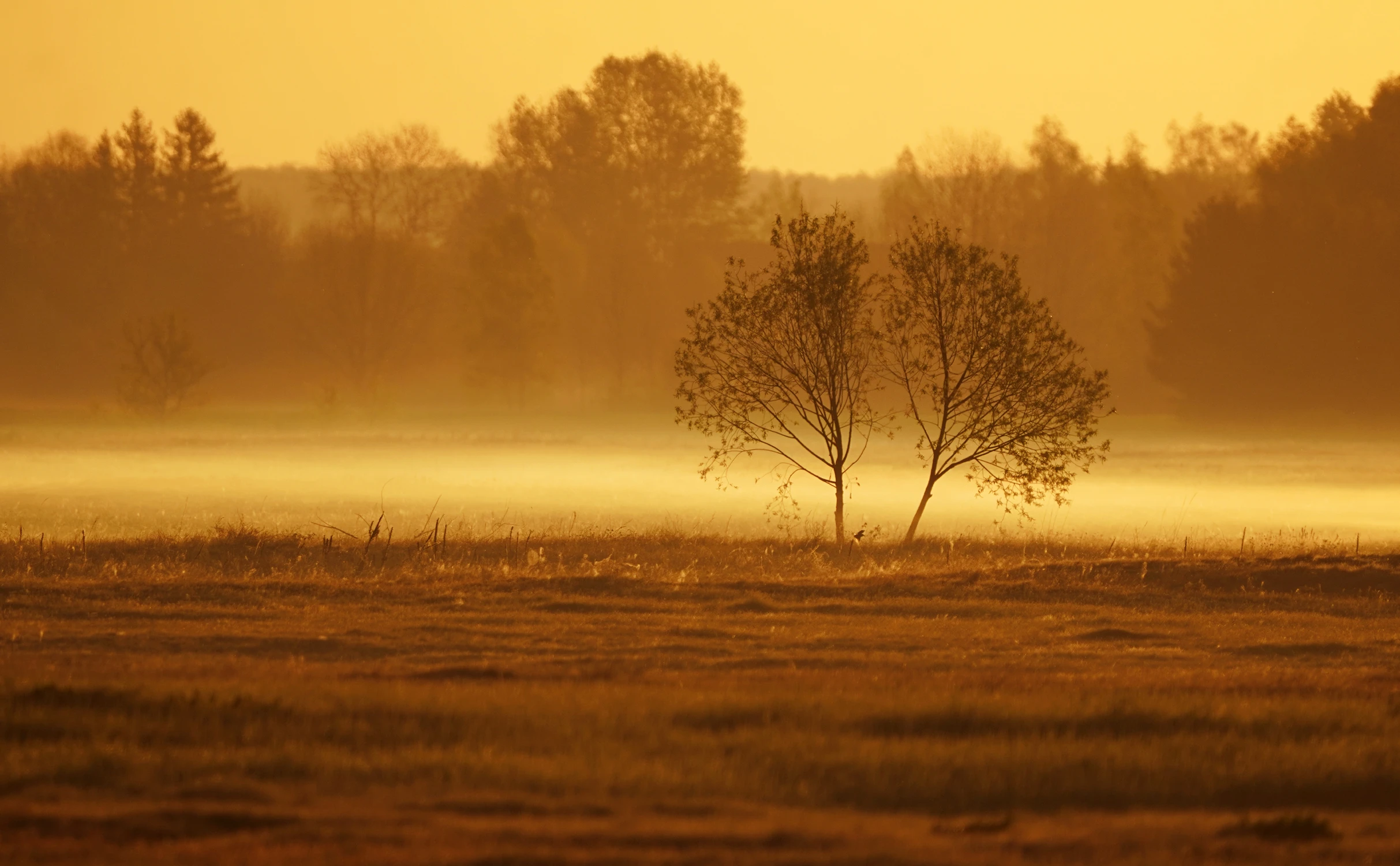 SIOSTRY