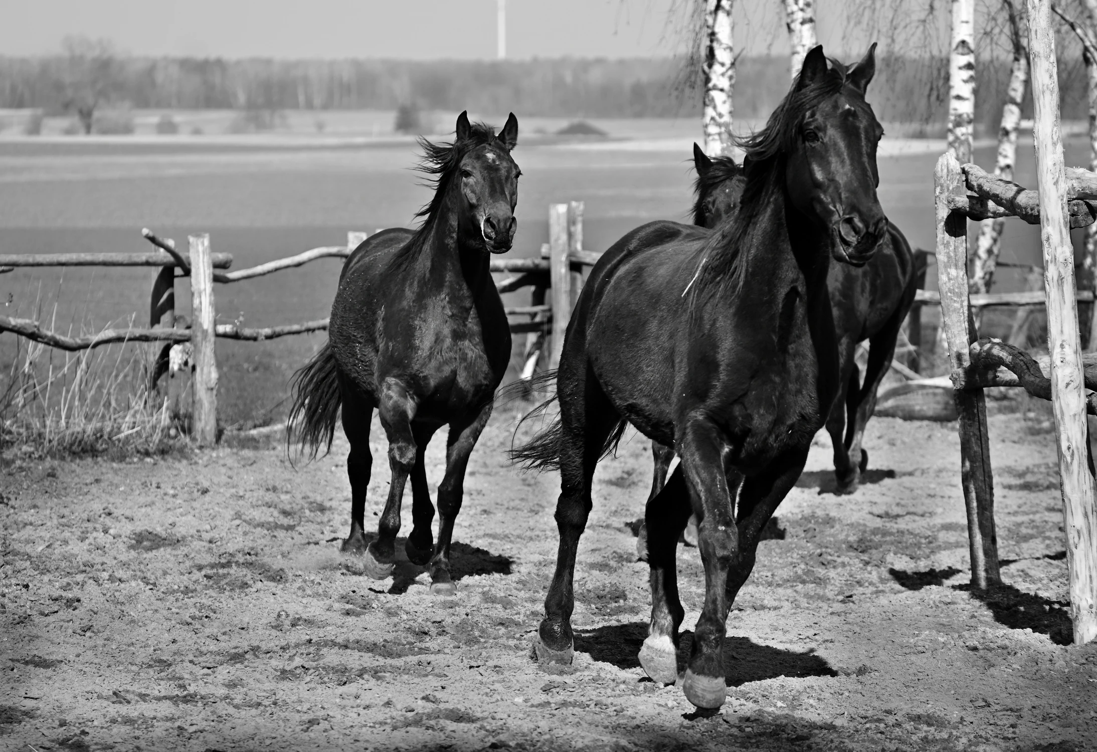 WHO'S GONNA RIDE YOUR WILD HORSES 