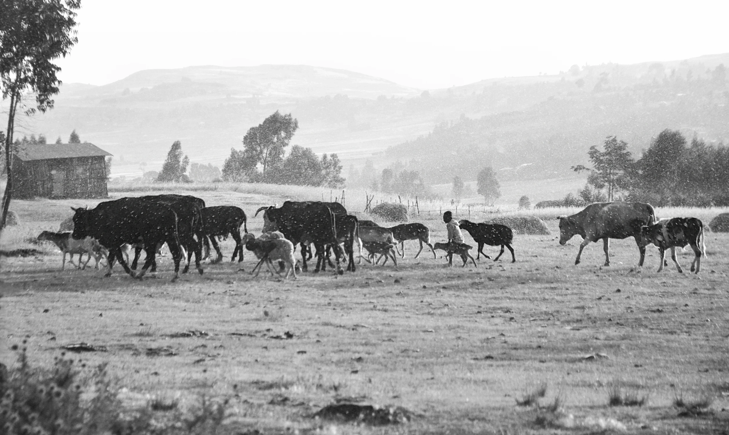 CZASEM SŁOŃCE, CZASEM DESZCZ