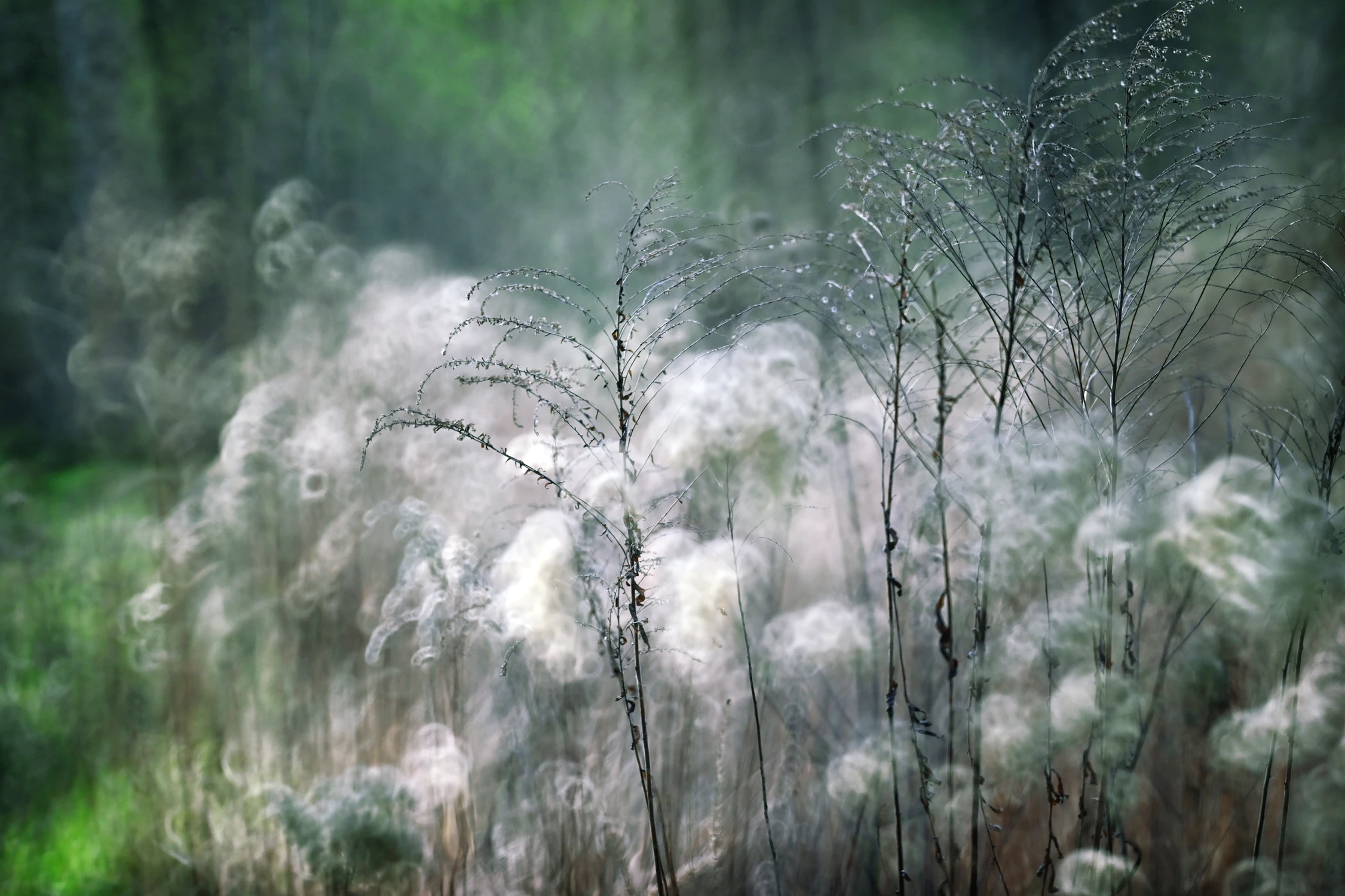 W BAWEŁNIANYM LESIE