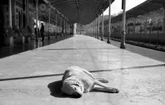 O PSIE, KTÓRY JEŹDZIŁ KOLEJĄ