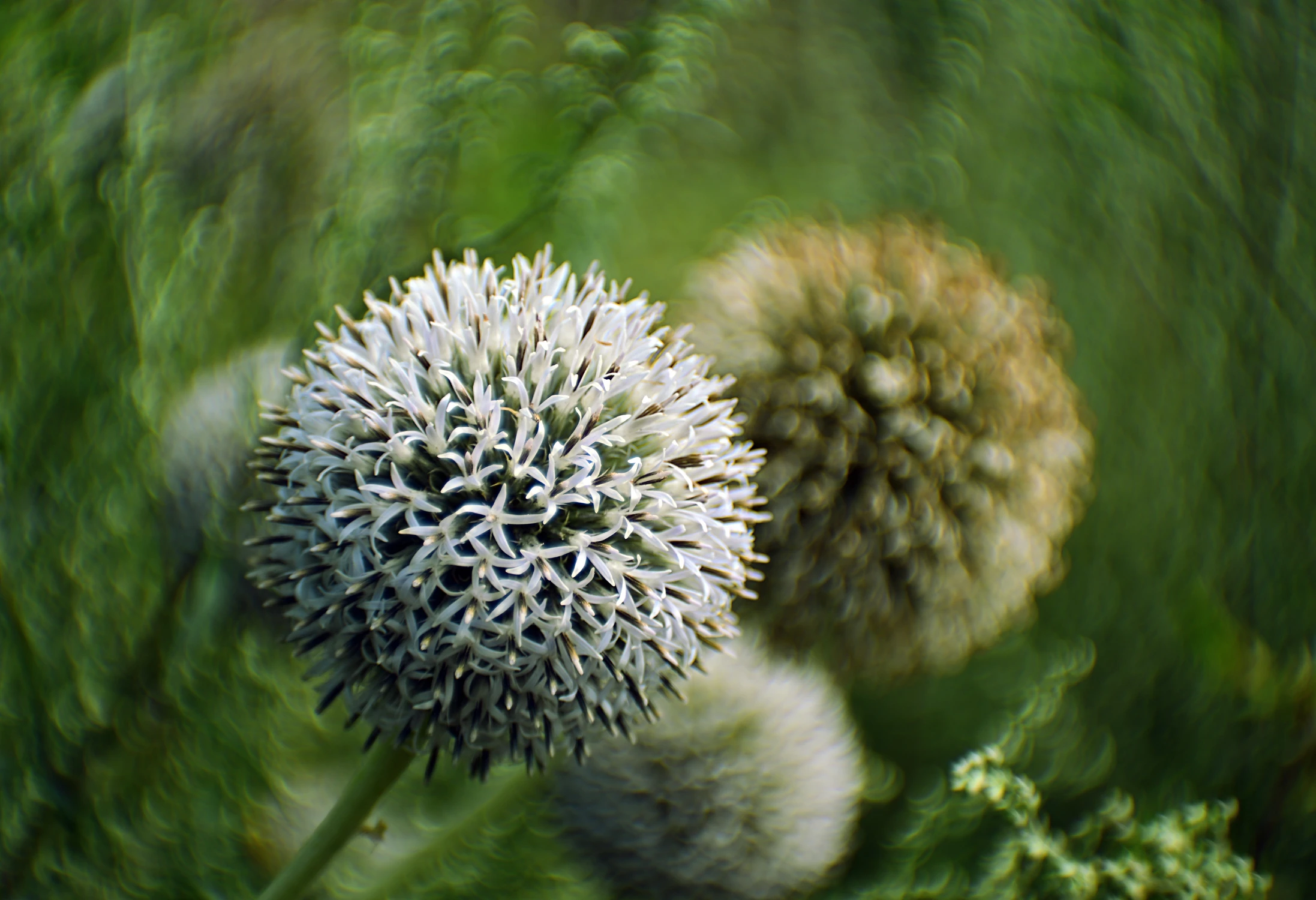 A PLANETY SZALEJĄ . . .