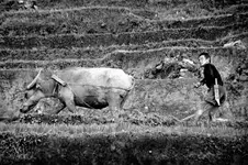 OPOWIEŚĆ Z RYŻOWYCH TARASÓW