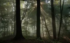 z leśnych opowieści...