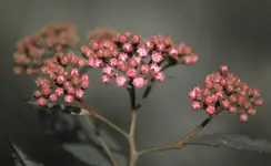 .....