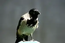 ....