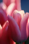DSC06786a