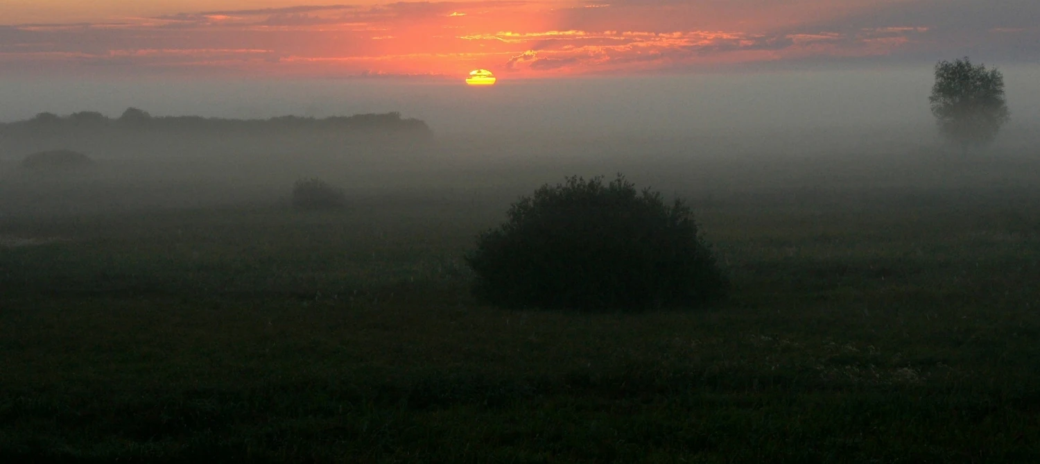 wiesiek