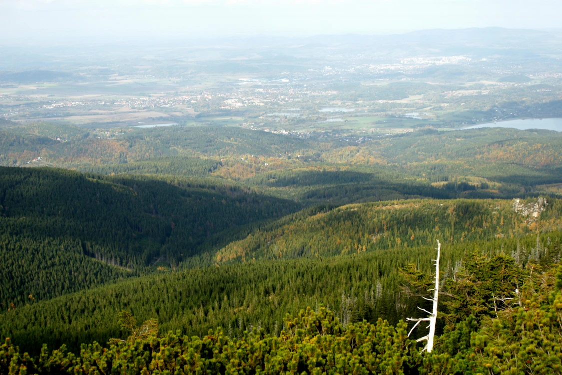 wiesiek