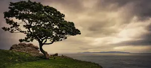 loneliness of the evening