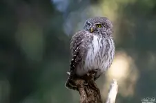 Sóweczka