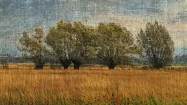 Strażnicy miedzy