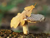Jesienny Grzybek