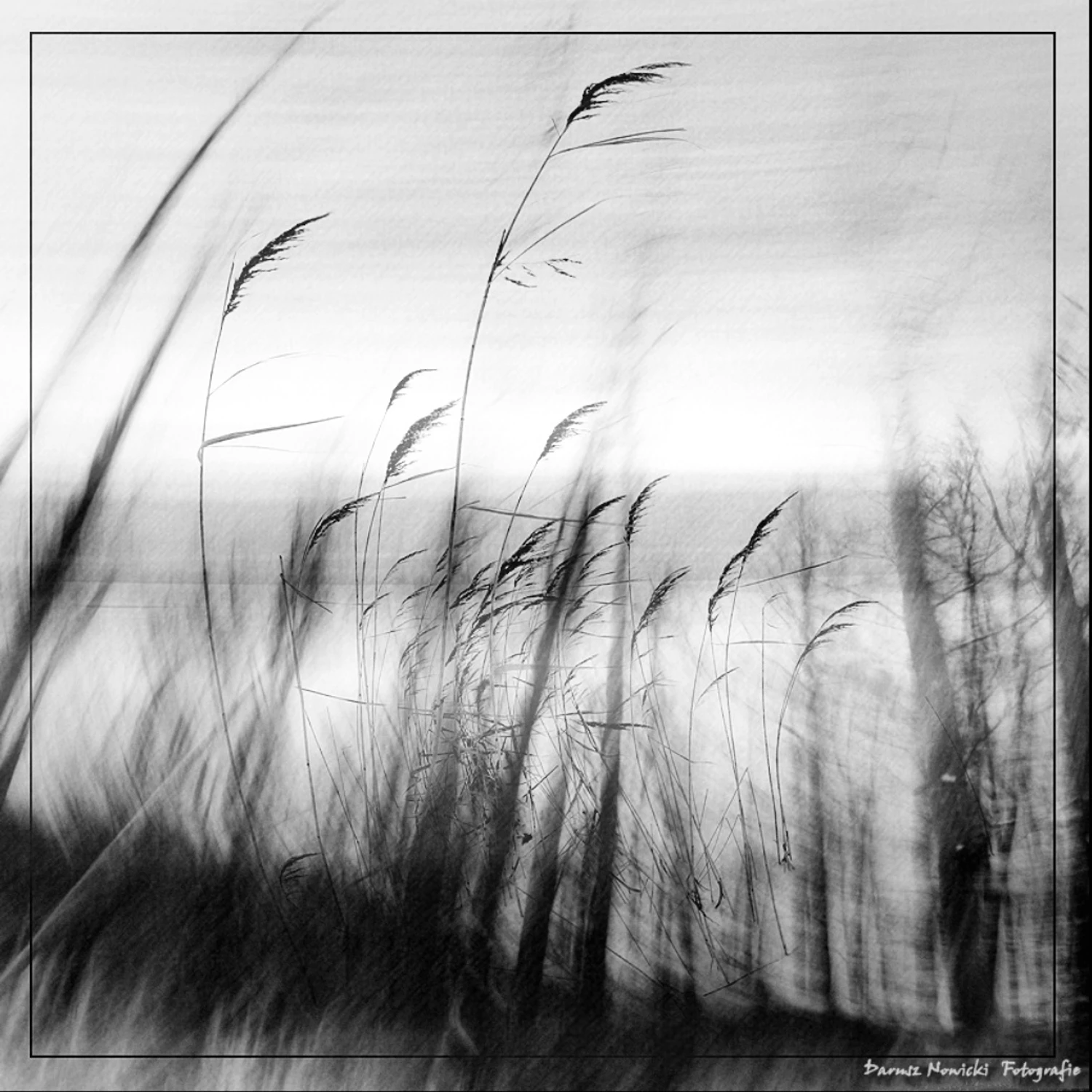 Co  w  trzcinach piszczy...